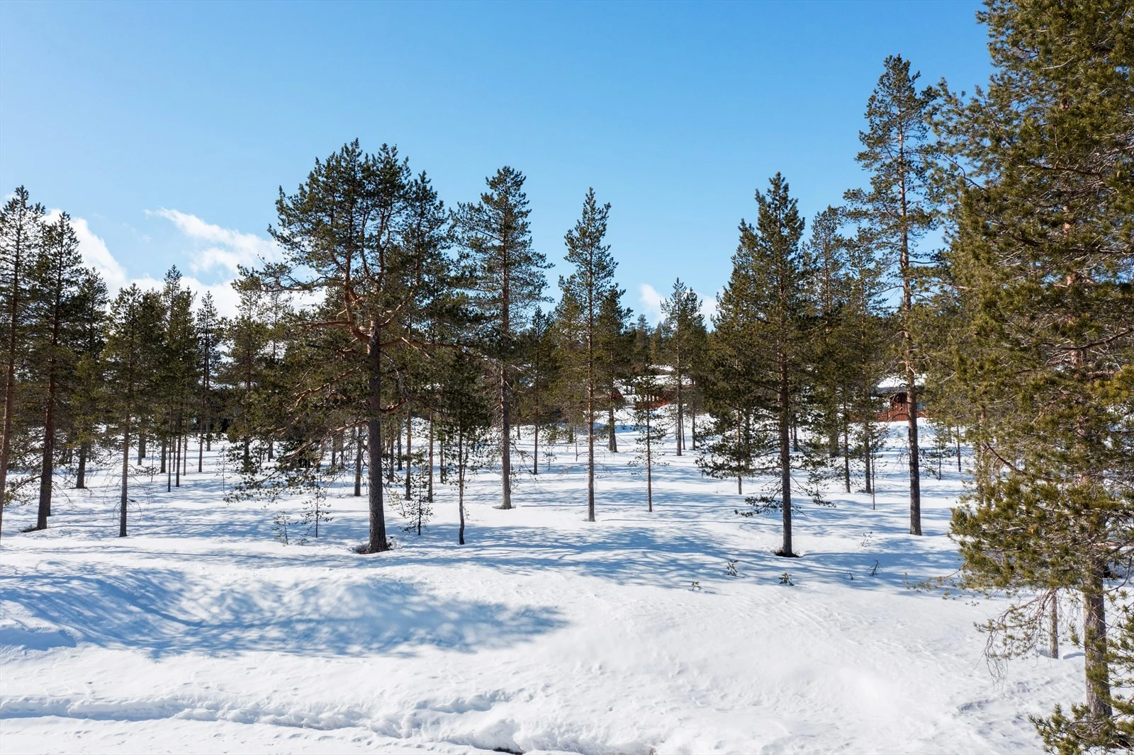 Nærbilder fra tomtene. Galleribilde