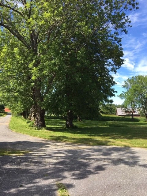 Allèen Galleribilde