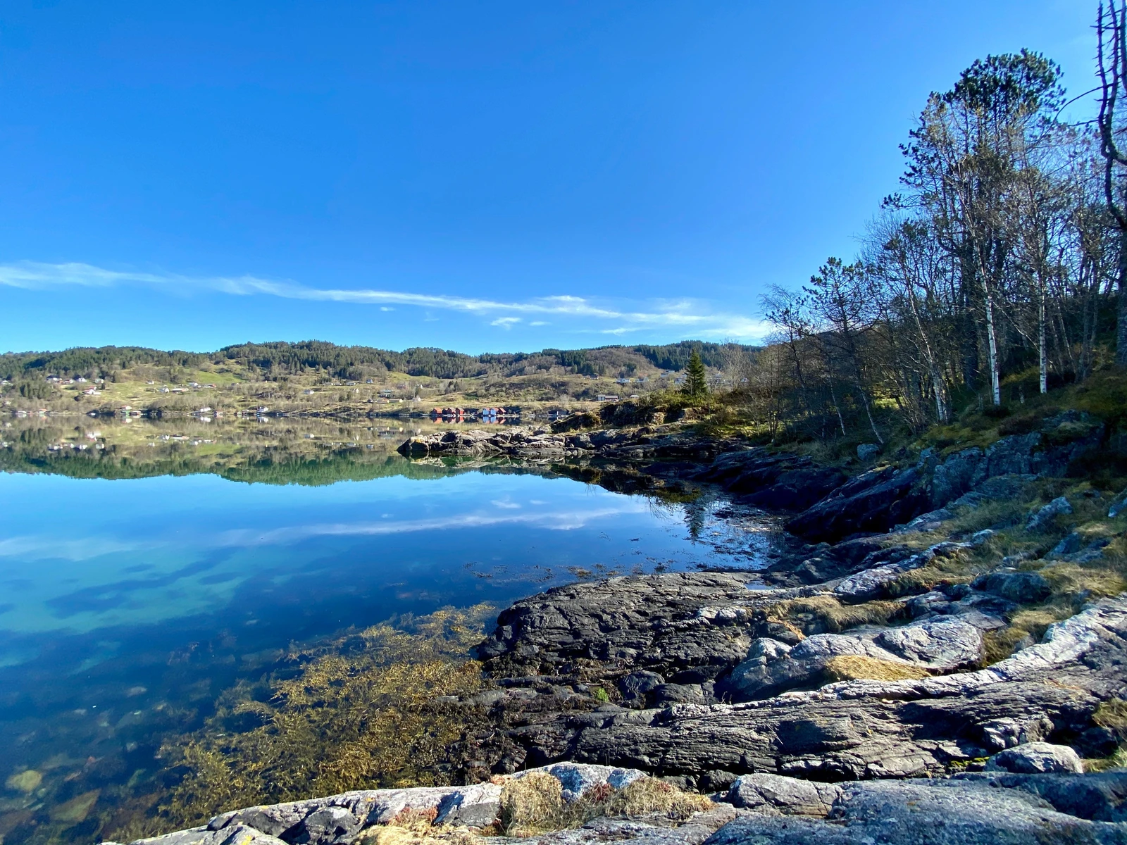 Flotte viker Galleribilde