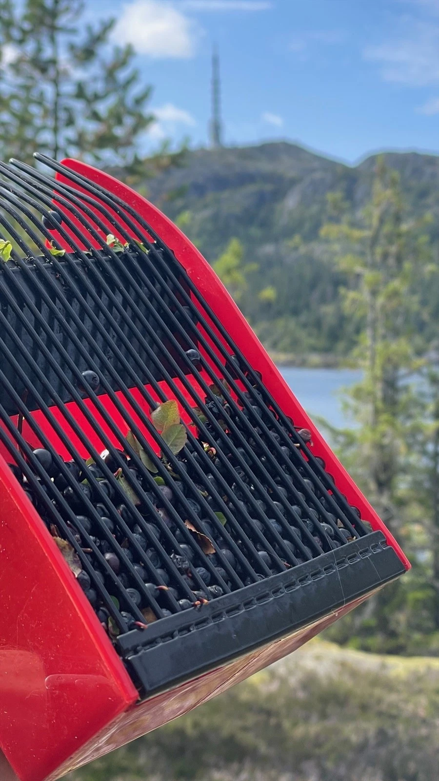 Bærplukking i nærområdet. Galleribilde