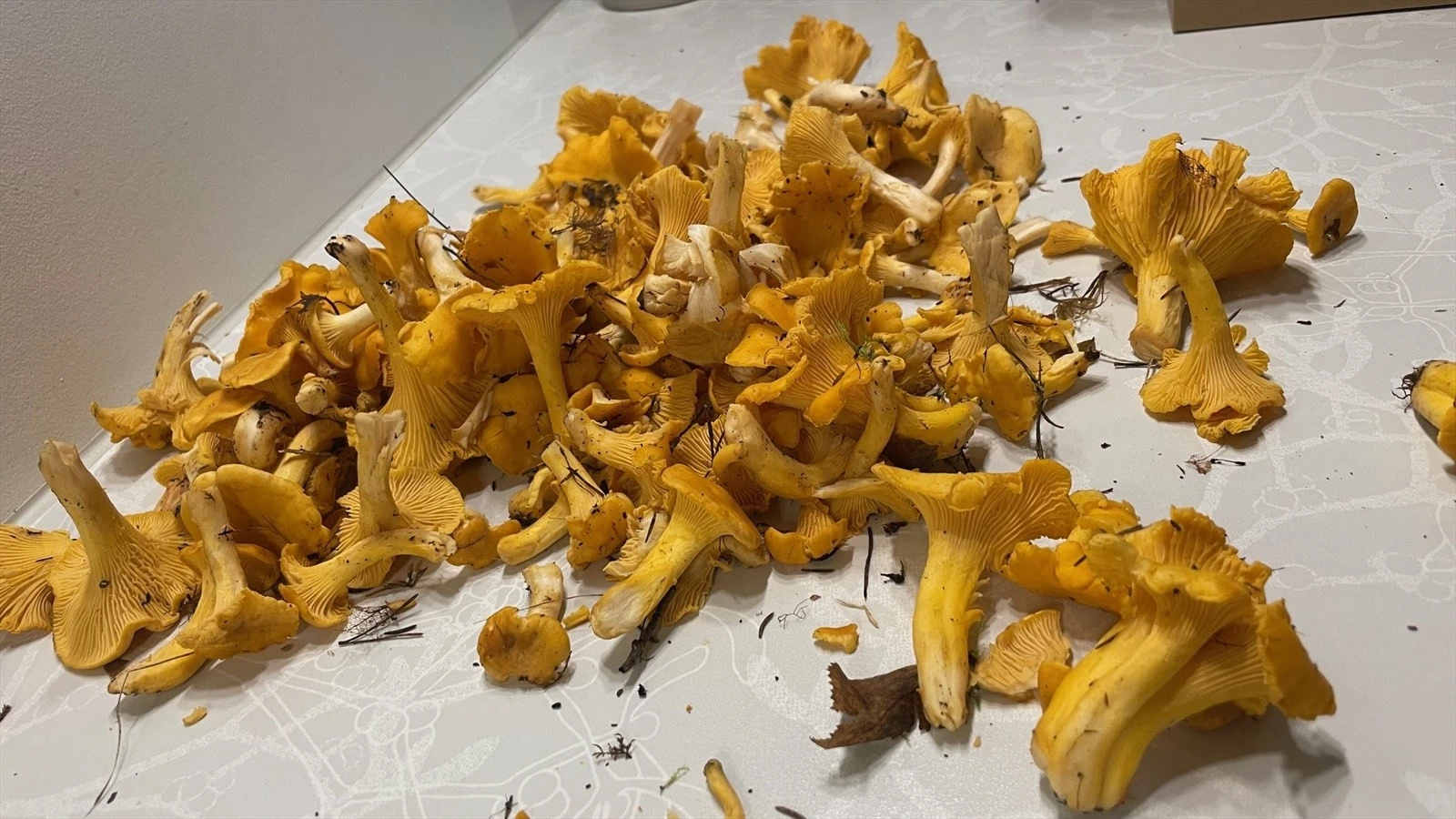 Sopp fra nærområdet. Galleribilde