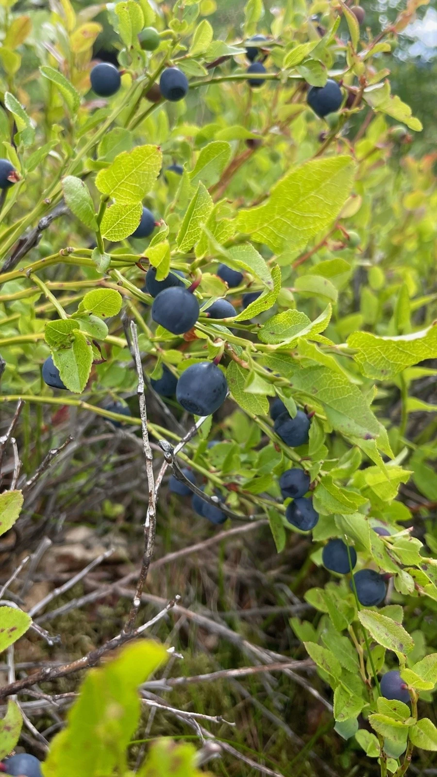 Blåbær i nærområdet. Galleribilde