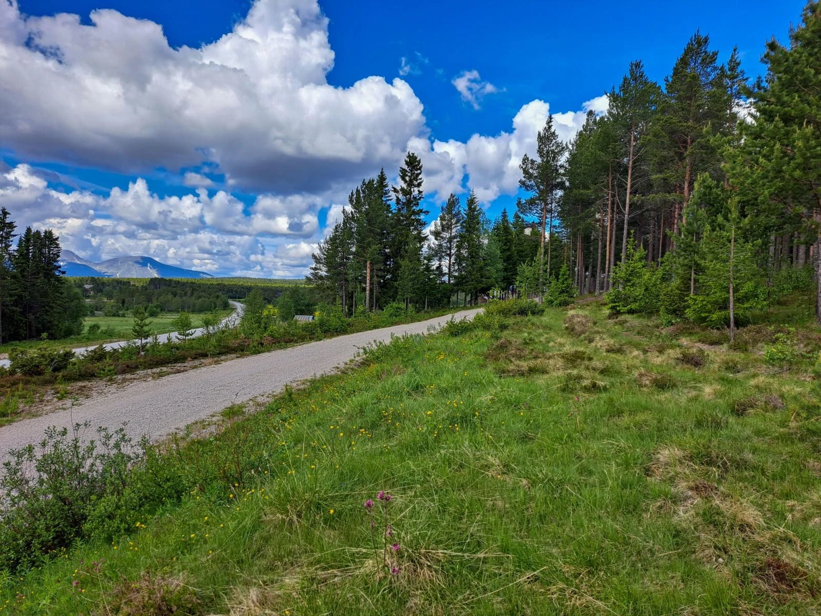 Søndre del av tomtearealet på oversiden av gardsveien inn til Gløtvola Søndre Galleribilde