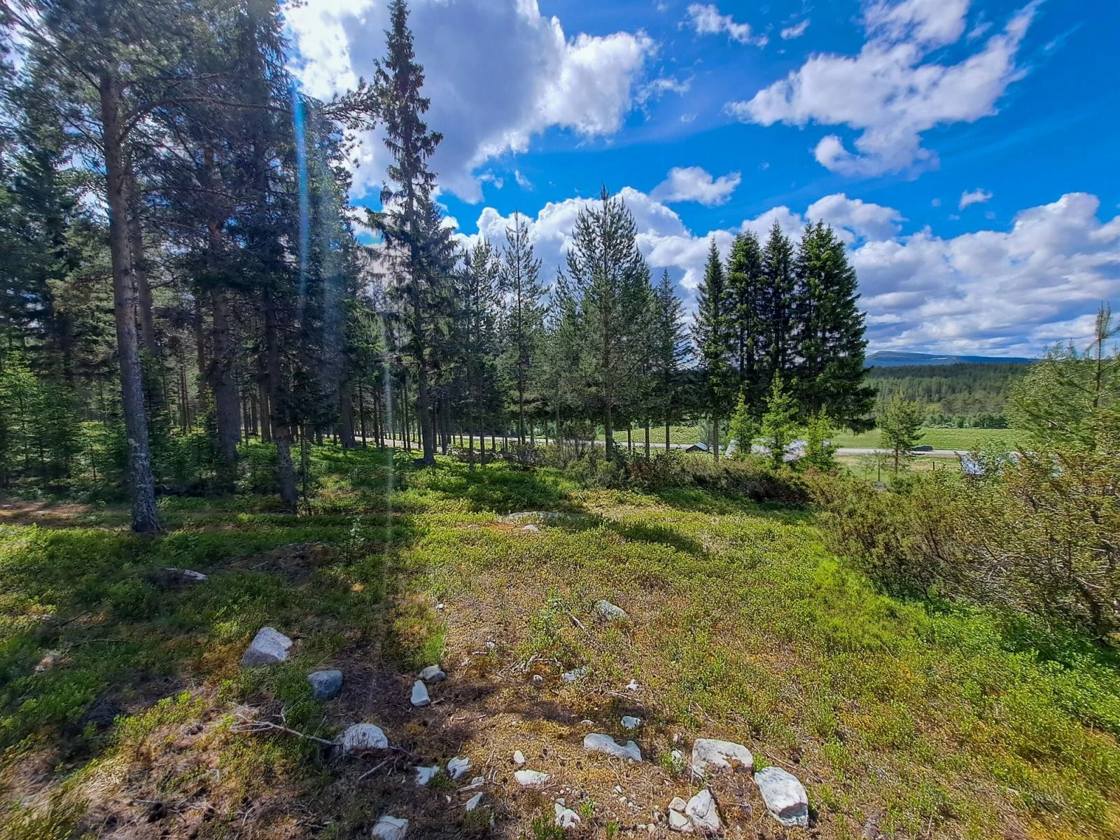 Tomtearelaet fra nordre del mot sør Galleribilde