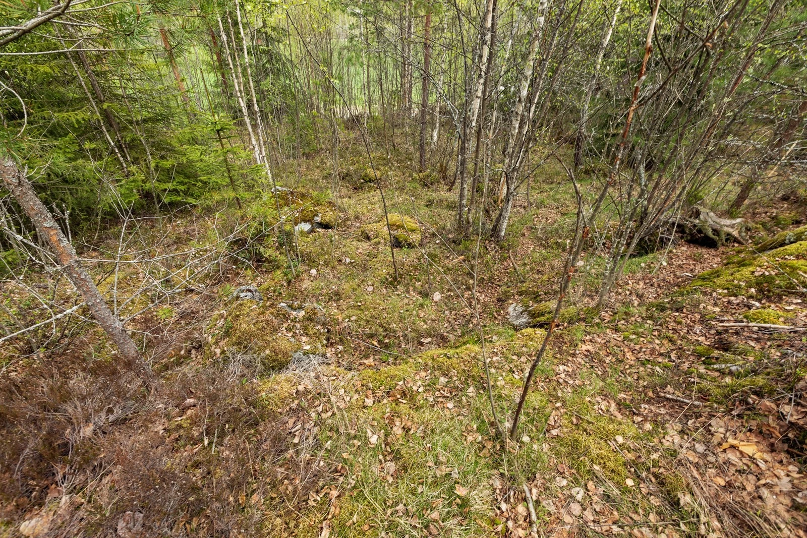 Tomten er en naturtomt Galleribilde