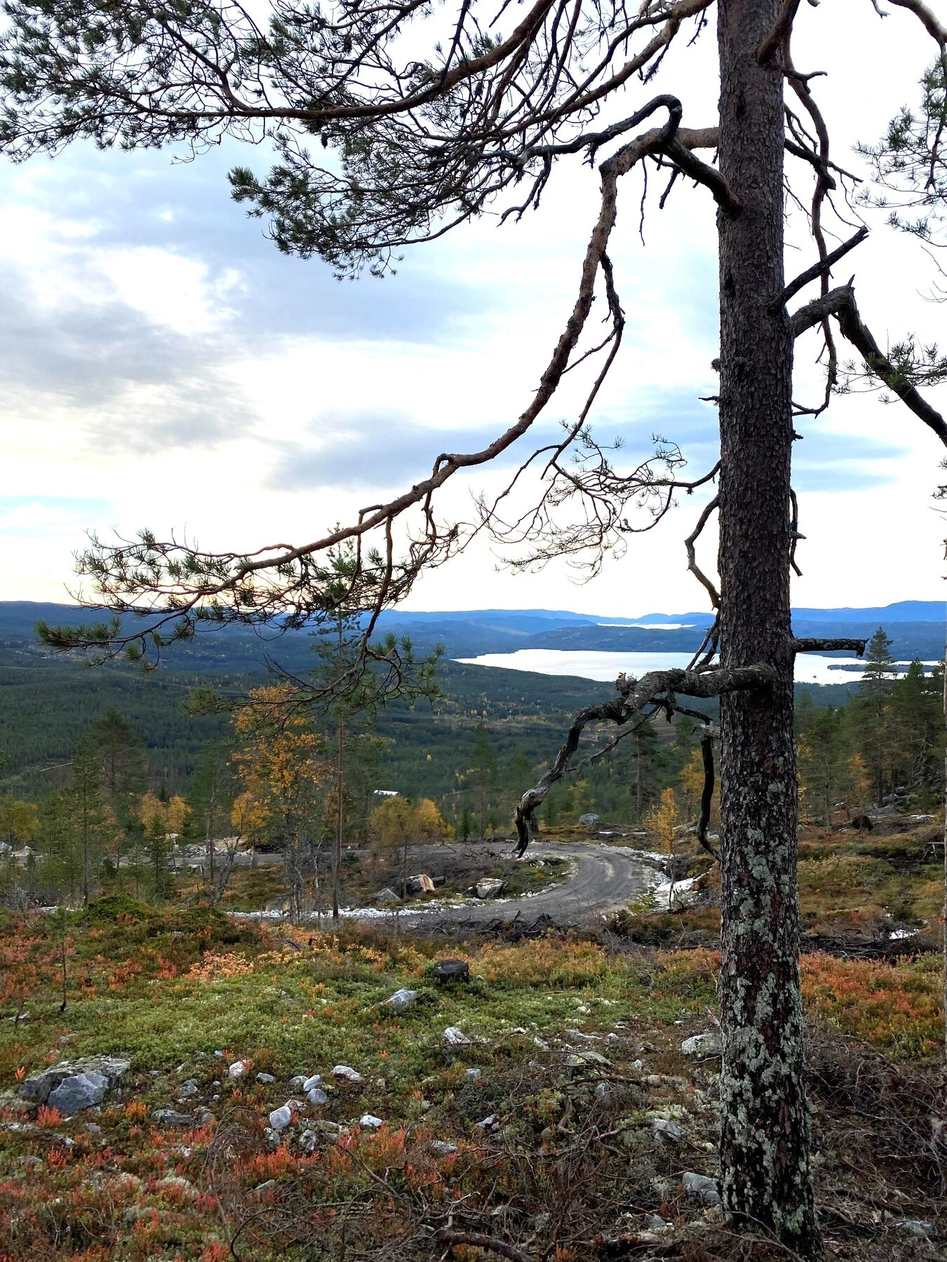 Foto fra tomteområdet Galleribilde