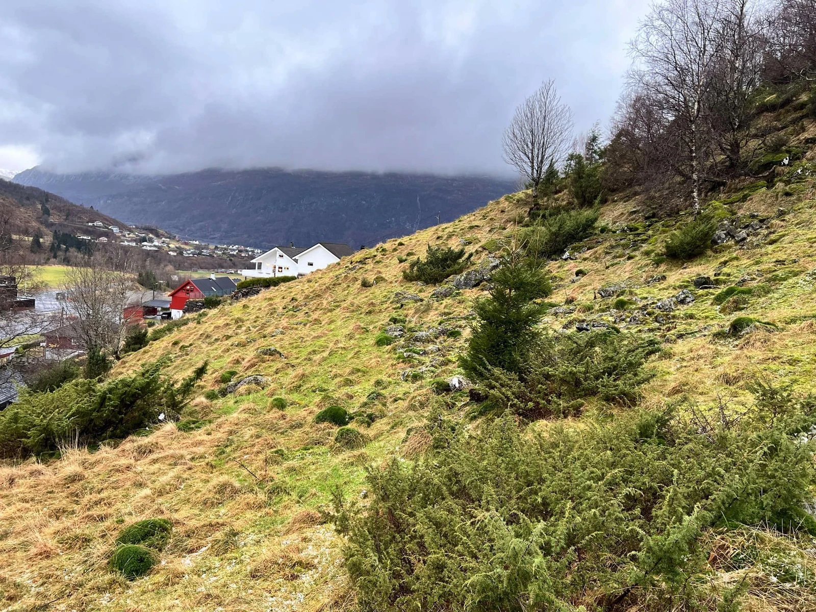 Mot "Klokkarlia" Bolifelt Galleribilde