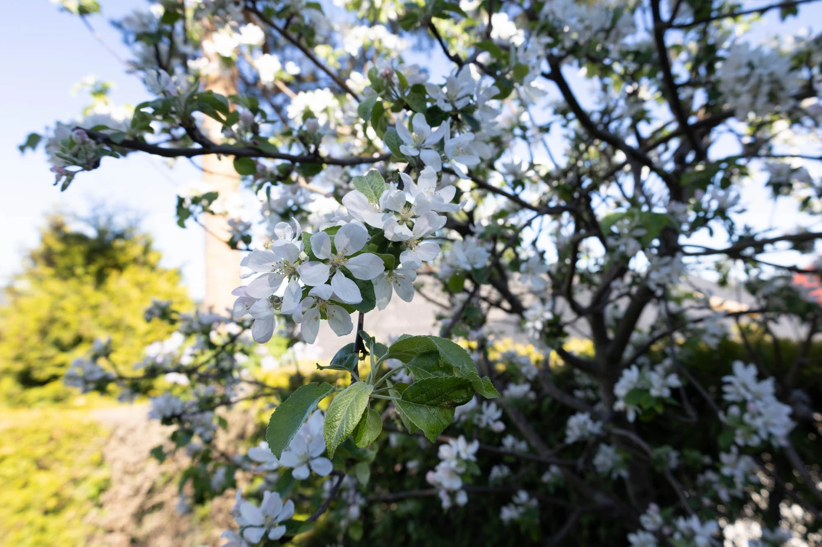Deilige epler til høsten Galleribilde