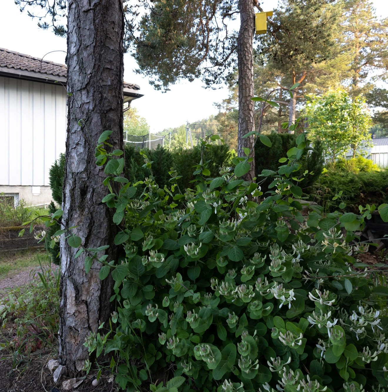 Koselig uteområde. Galleribilde