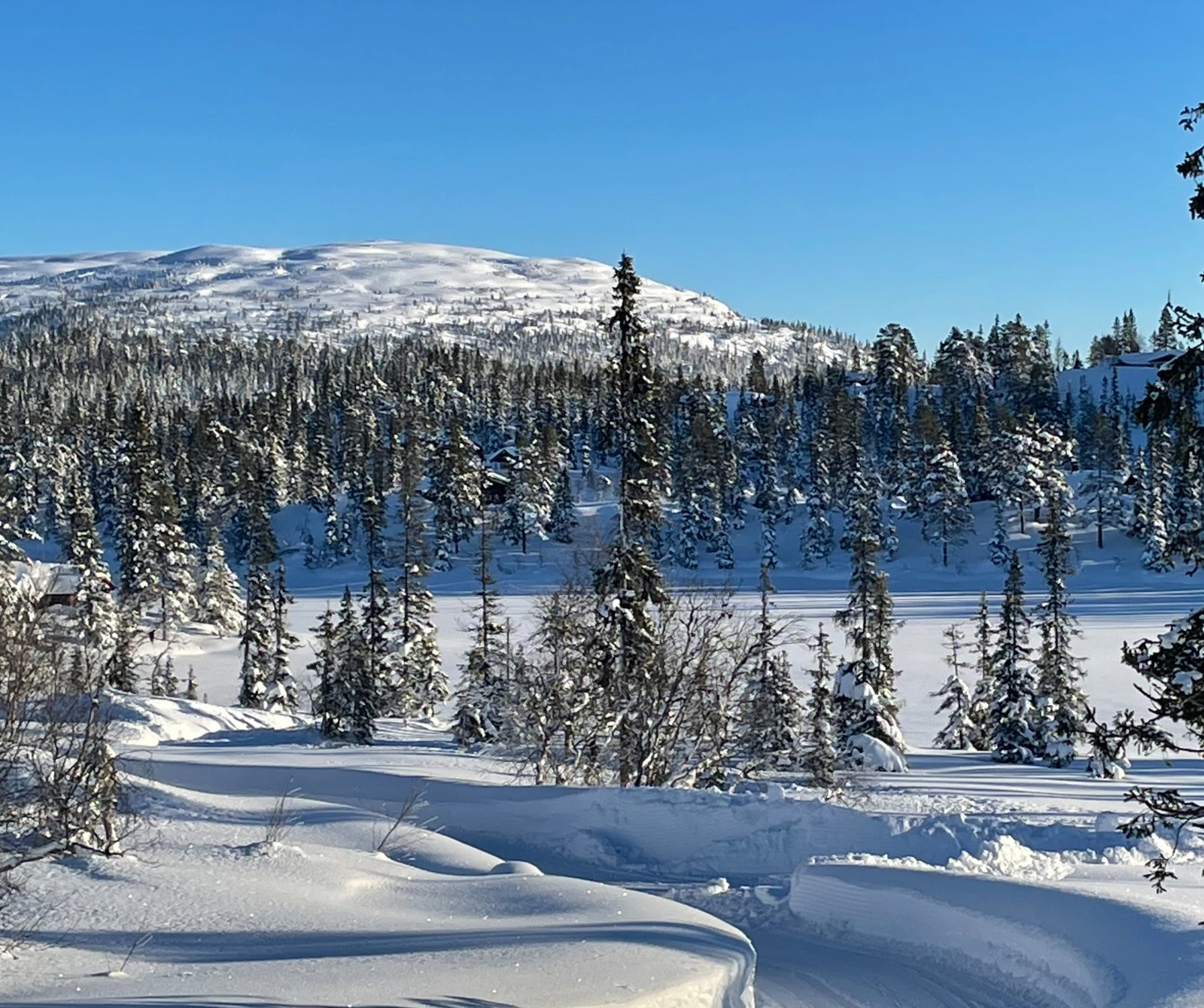 Foto fra tomteområdet Galleribilde