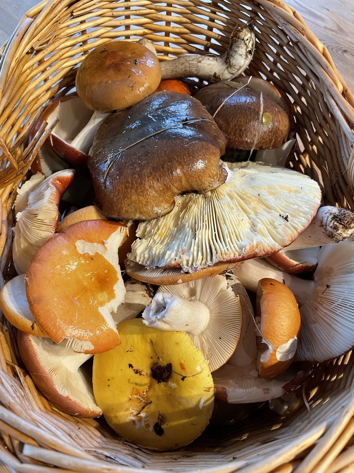 Sopp fra nærområdet. Galleribilde