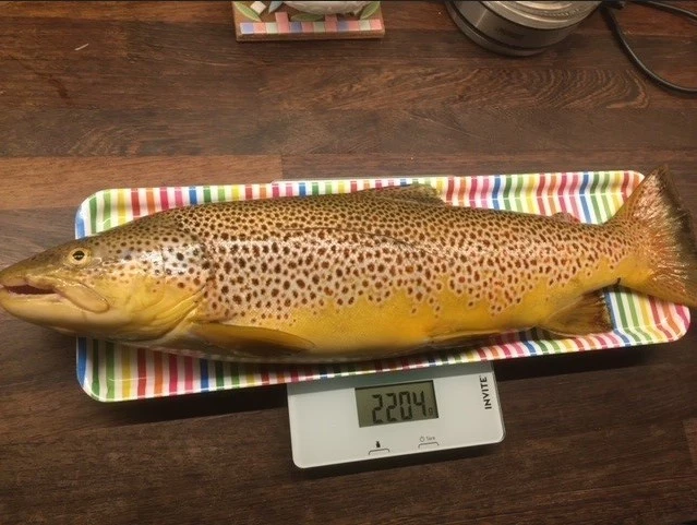 Ørret på 2,2 kilo tatt i Øvre Glomma, like ved Vintervollen. Galleribilde