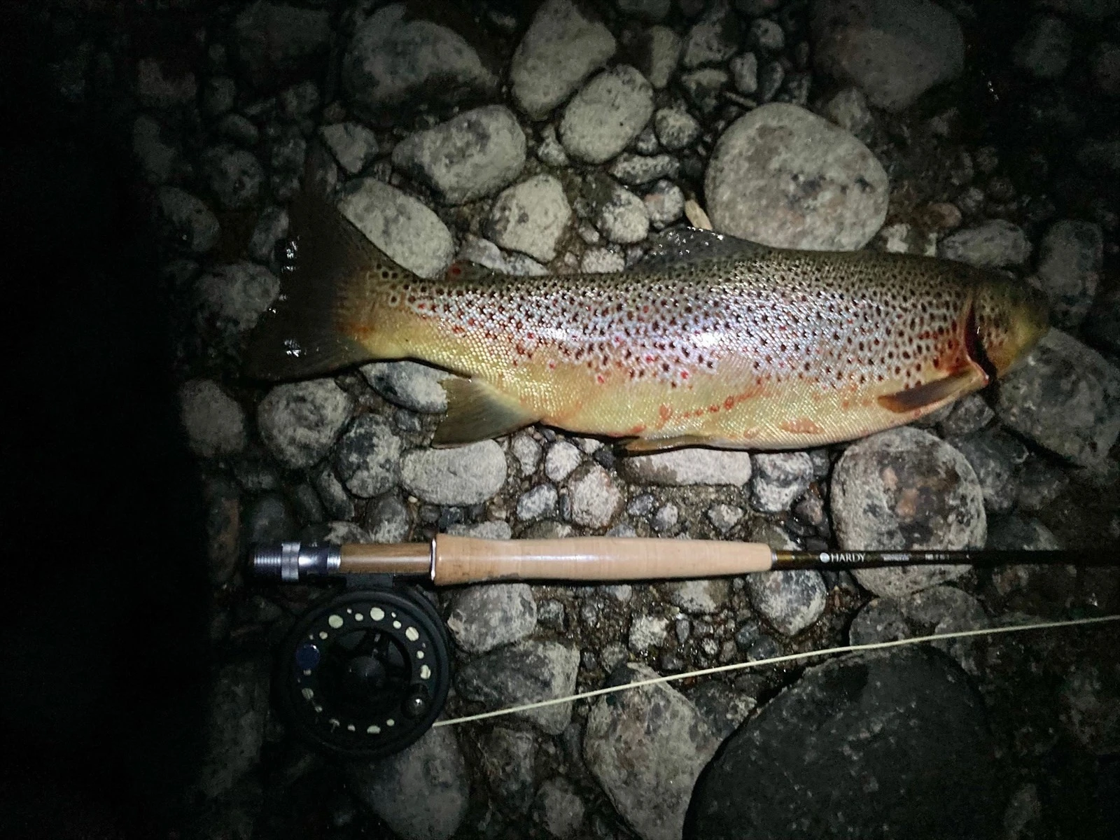 Ørret på 2 kg tatt på flue i Øvre Glomma, 5 minutter fra hyttefeltet. Galleribilde