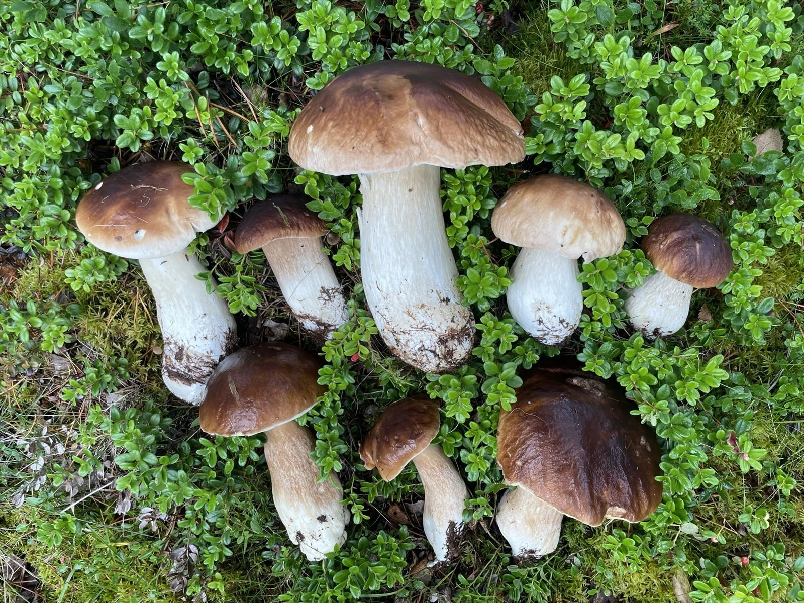 Sopp fra nærområdet, multeterreng finnes i nærheten og blåbær er det over alt! Galleribilde