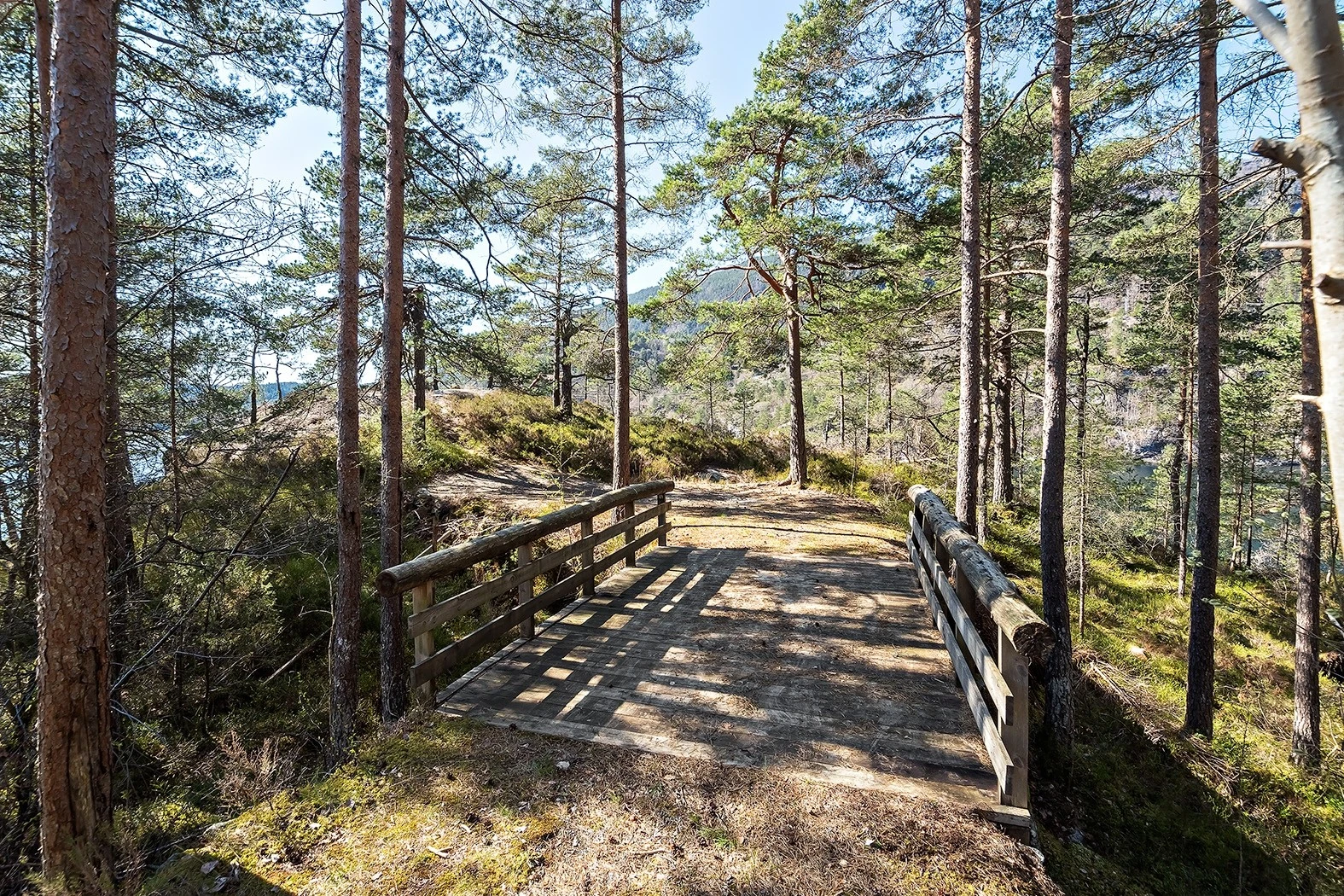 Naturtomt som består av berg og skog. Galleribilde