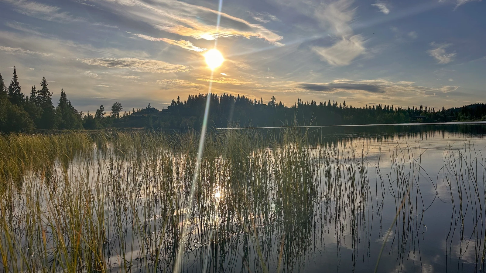 Sommerkvelder med tur på og rundt Damtjednet Galleribilde