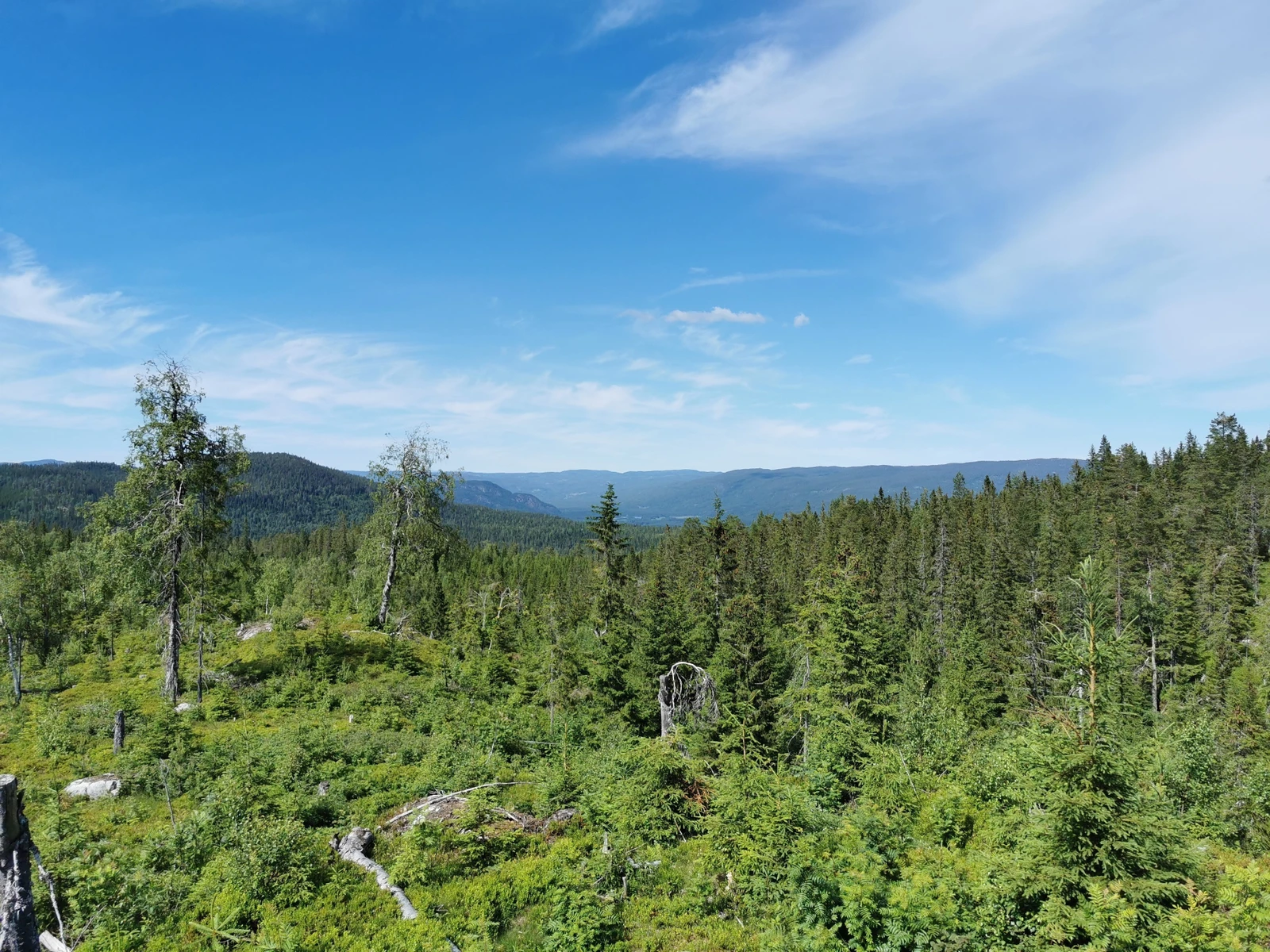 Fott utsikt fra tomtene mot nord Galleribilde