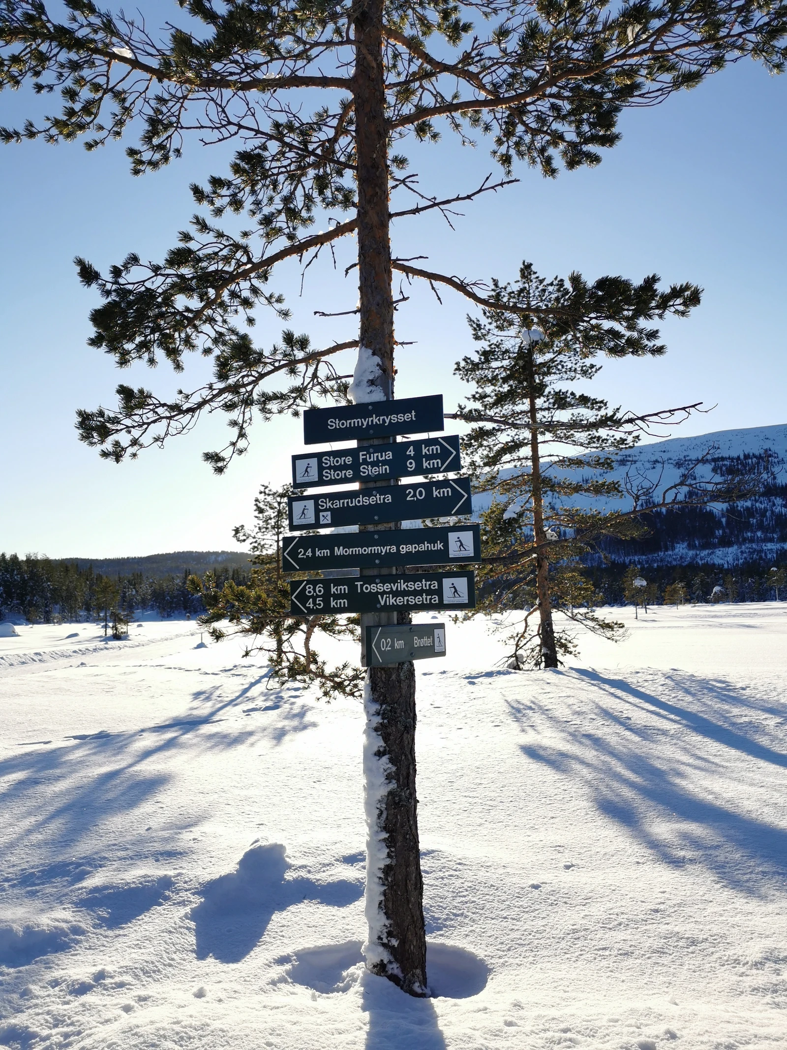 Det er milevis med skiløyper på Vikerfjell og løypene holder høy standard. Galleribilde