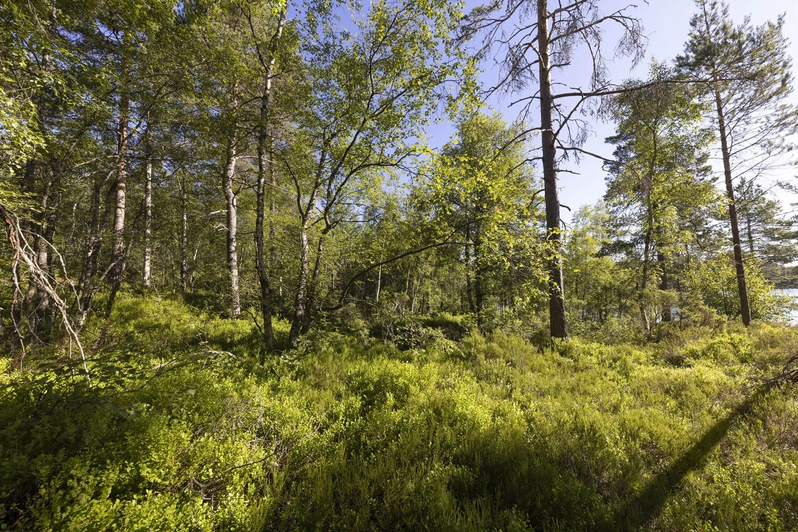 Områdebilde Galleribilde