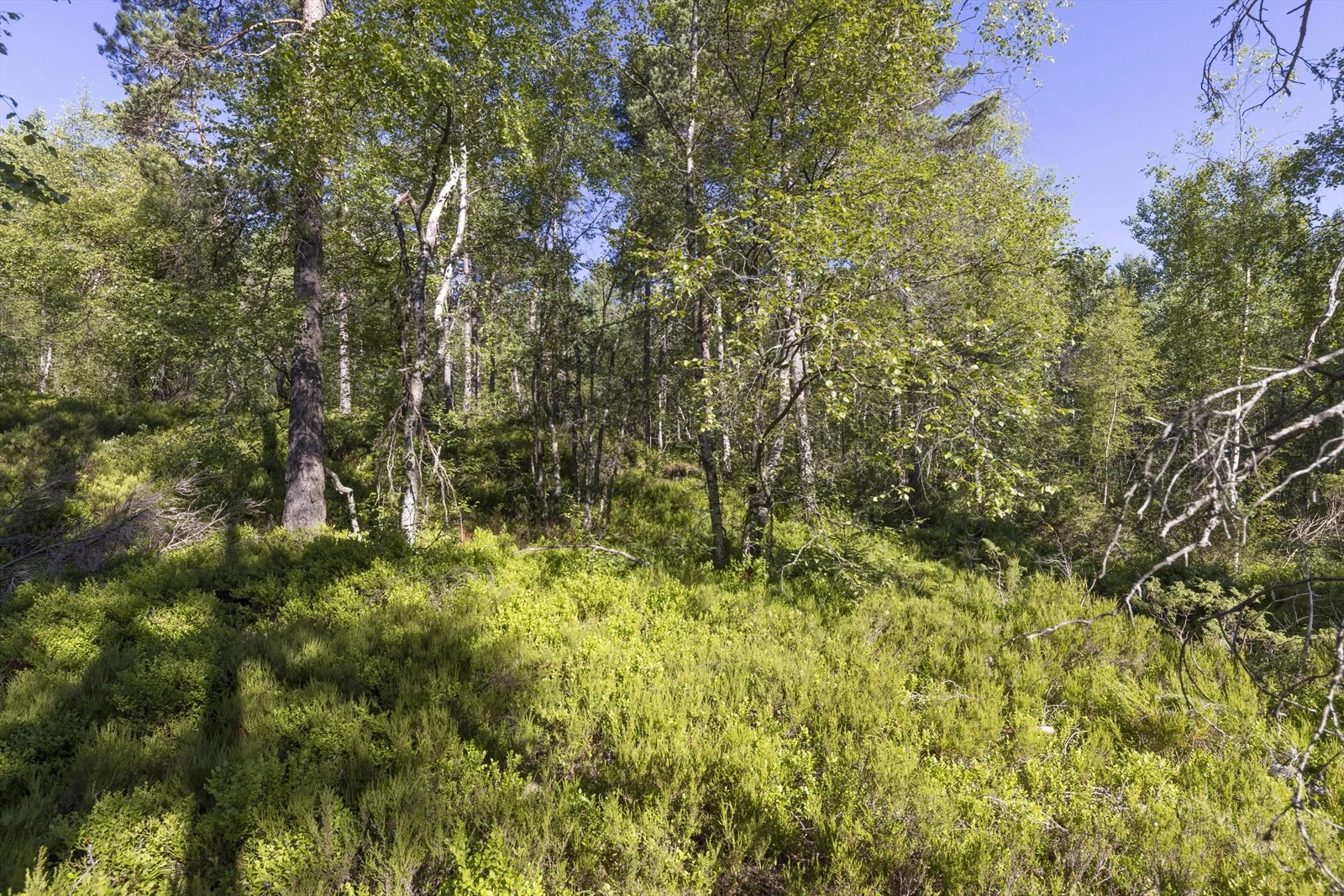 Områdebilde Galleribilde