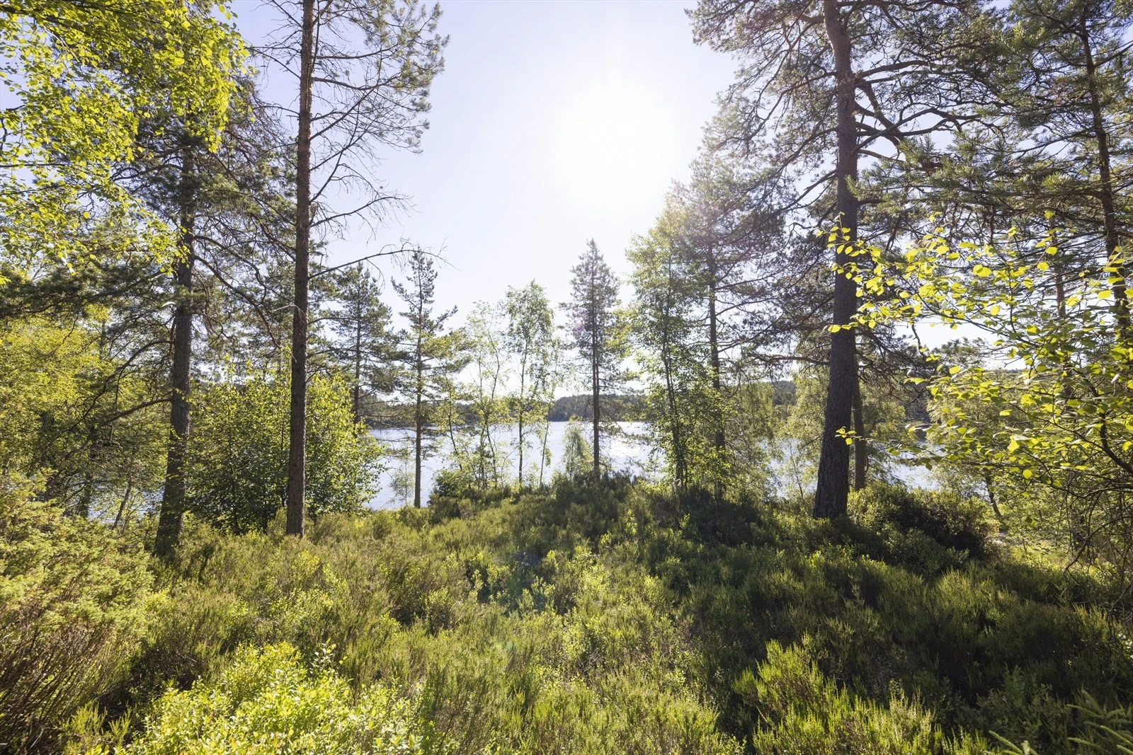 Områdebilde Galleribilde