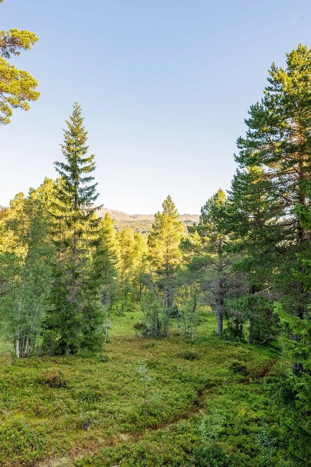 Jerpstosæterveien (23).jpg Galleribilde