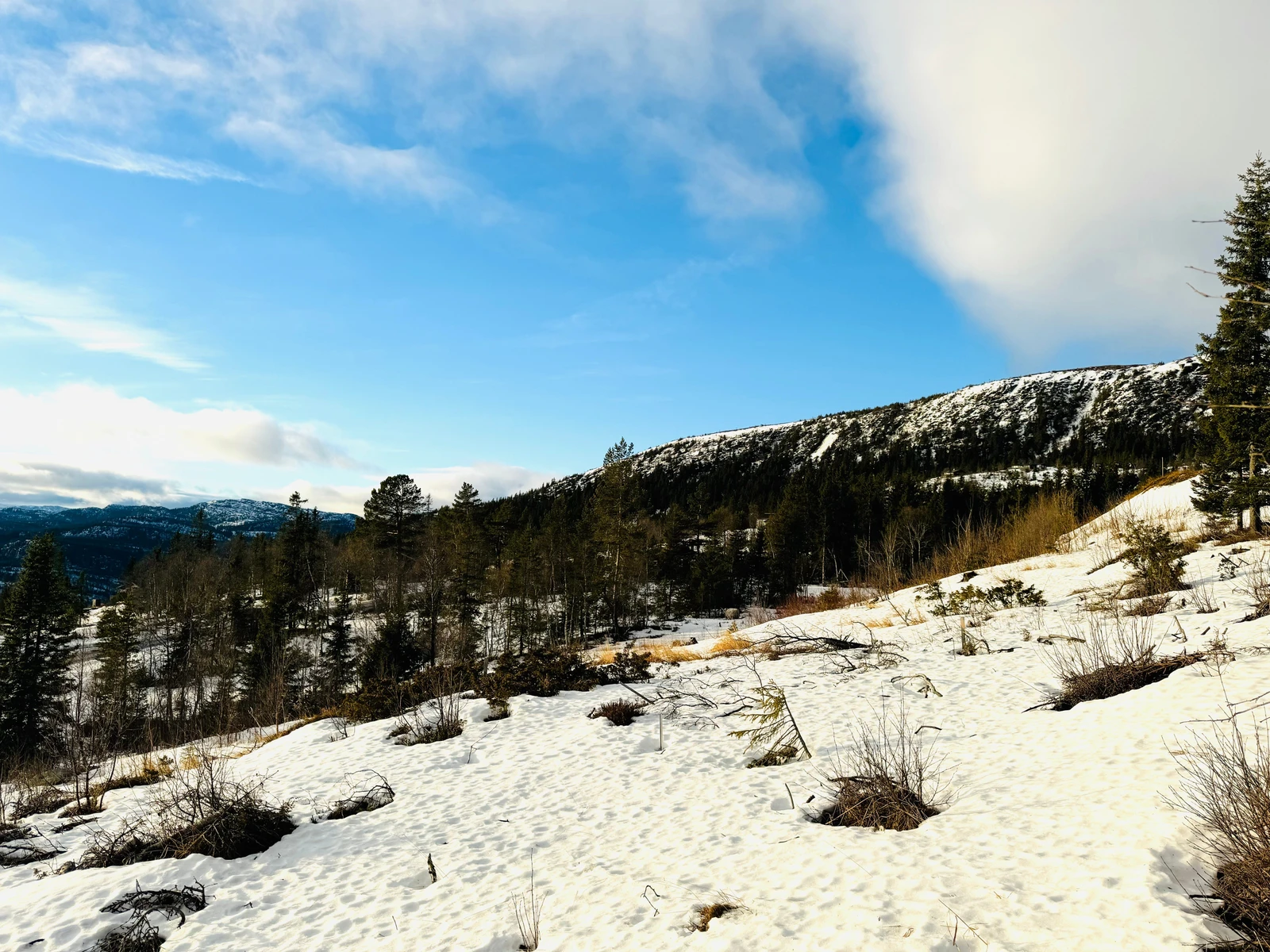 Tomt 31 Galleribilde