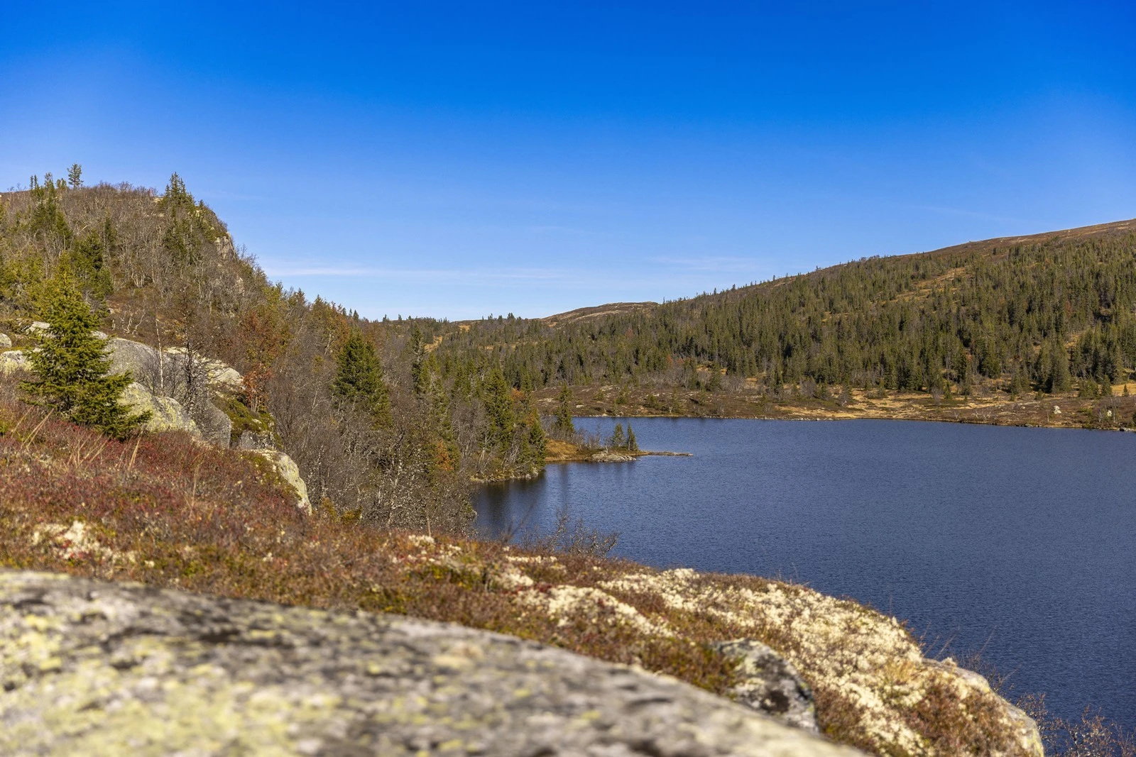 Flotte fiskemuligheter i fantastisk fjellvann i nærheten av hytta Galleribilde