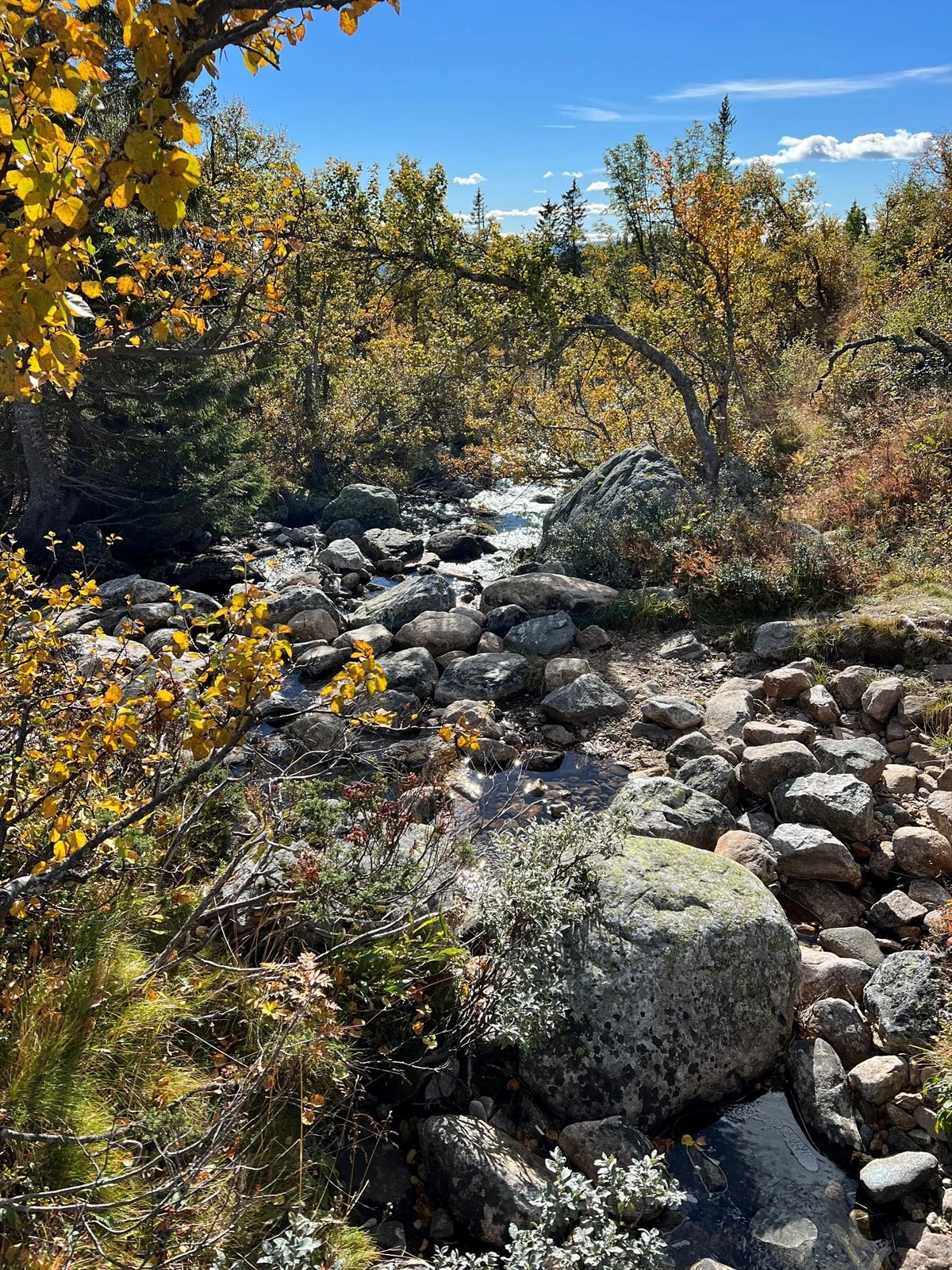 Nærområdet. Galleribilde