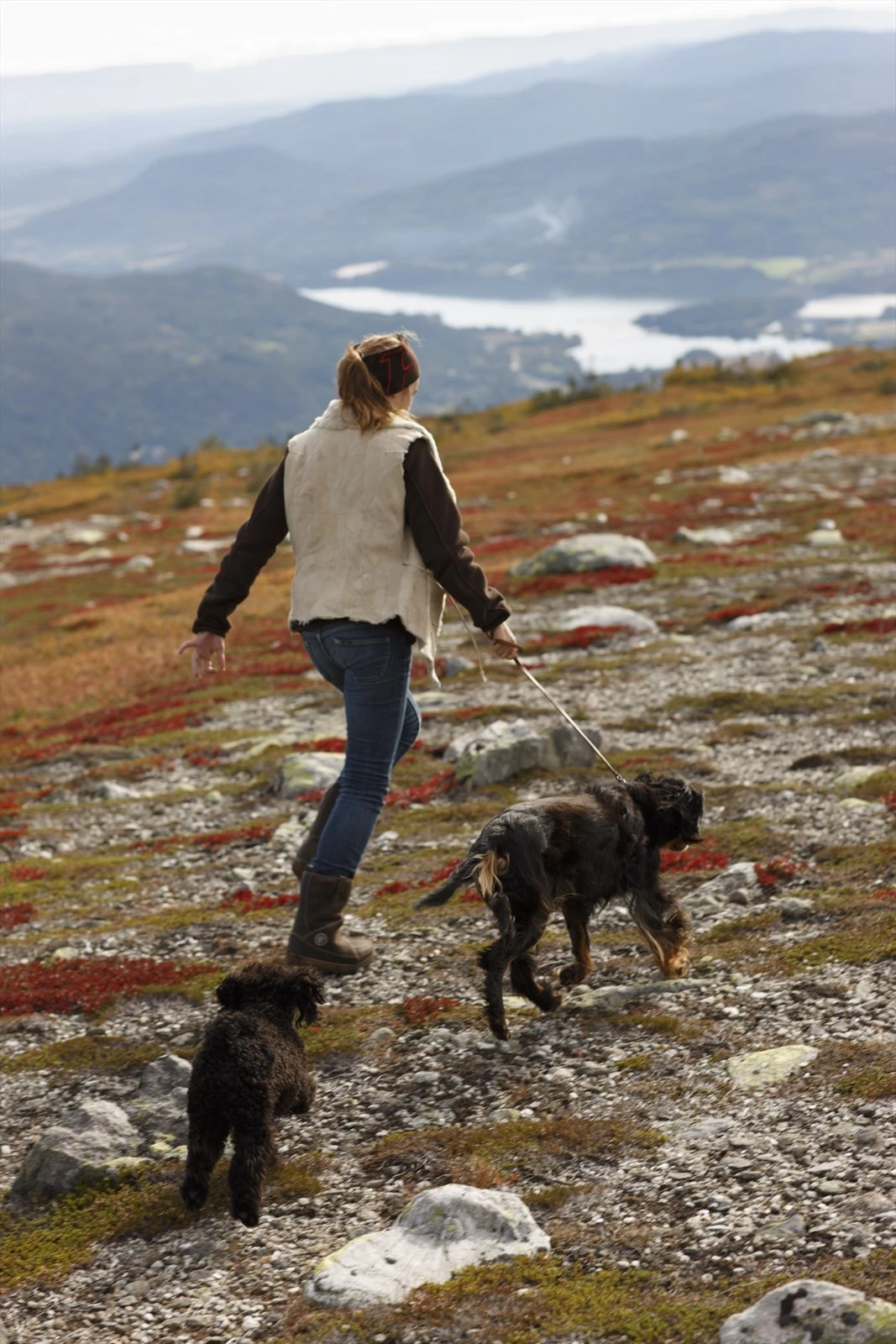 Norefjell - Høst. Galleribilde