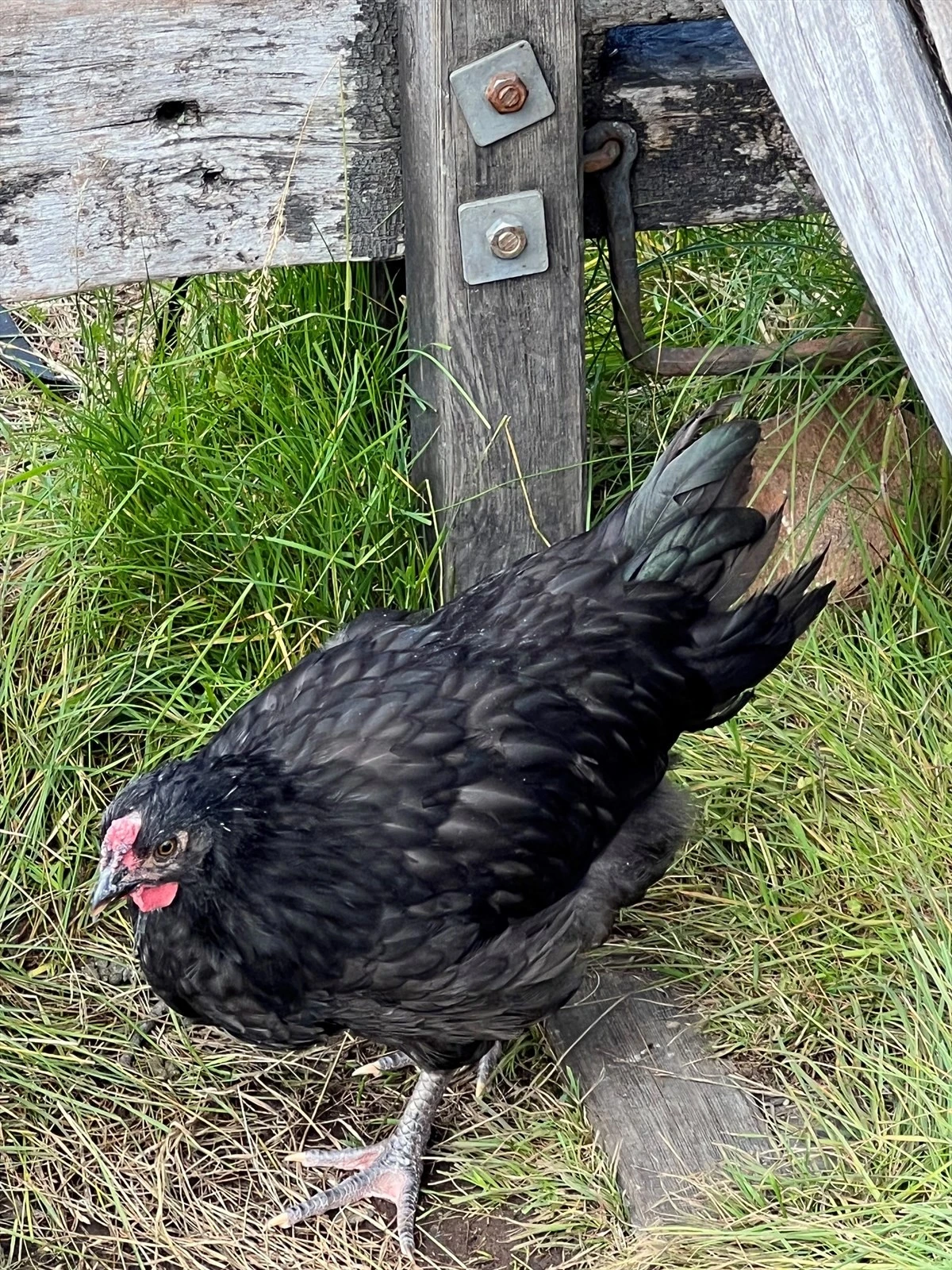 Seterliv på Bøseter inntil resorten hver sommer. Her kan barna stelle dyrene (sauer, geiter, hester, esler, griser, høner) med kyndig bistand. Galleribilde