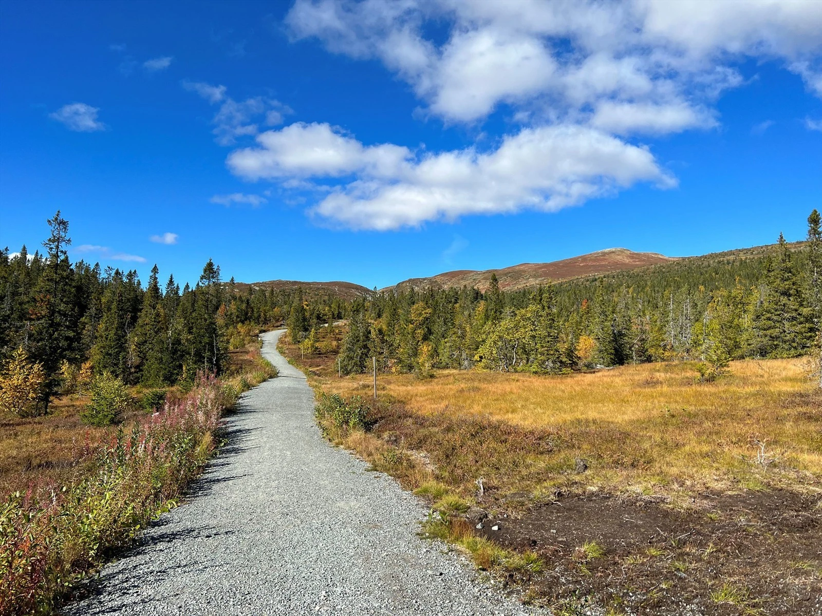 Tursti - Nærområdet. Galleribilde