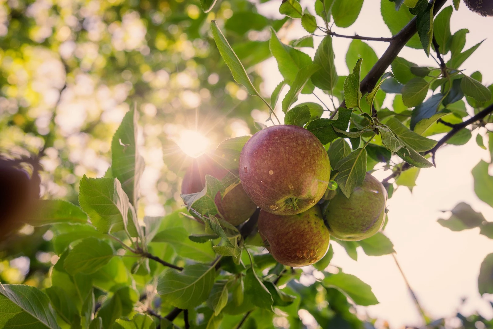 Hagen byr på frodige frukttrær og vakker beplantning. Galleribilde