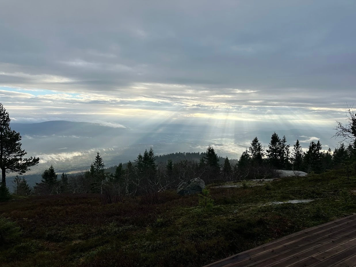 Fantastisk naturtomt med lyng, bær, furutrær mm. Selgers private bilde. Galleribilde