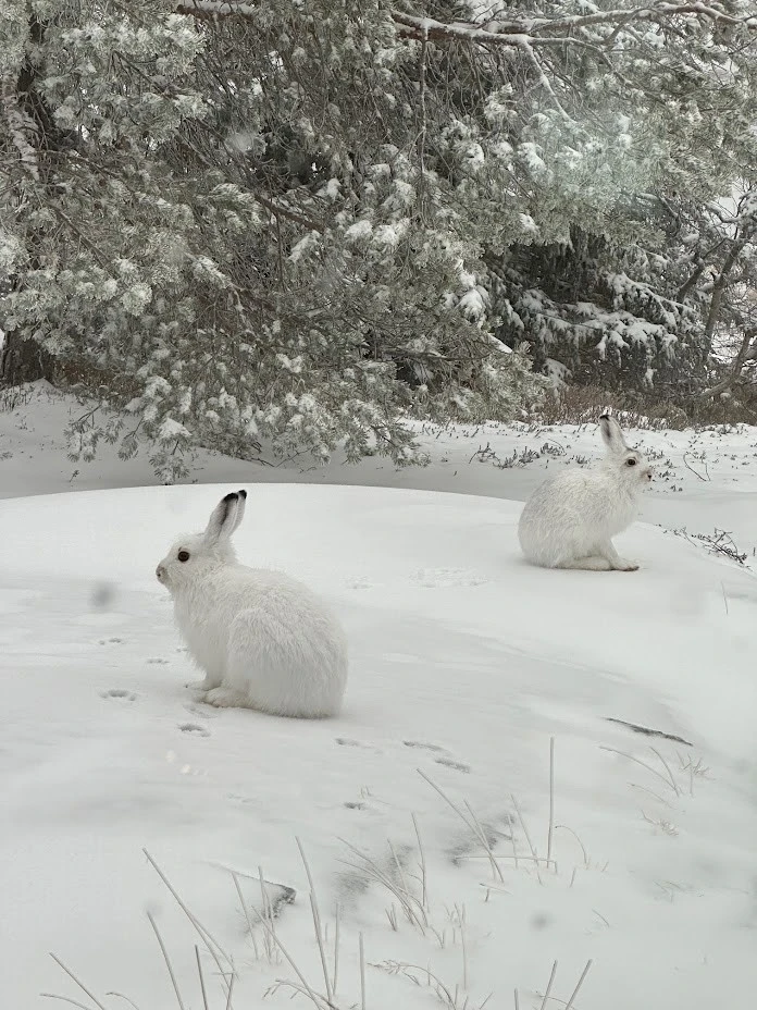 Yrende dyreliv utenfor dørene. Selgers private bilde. Galleribilde