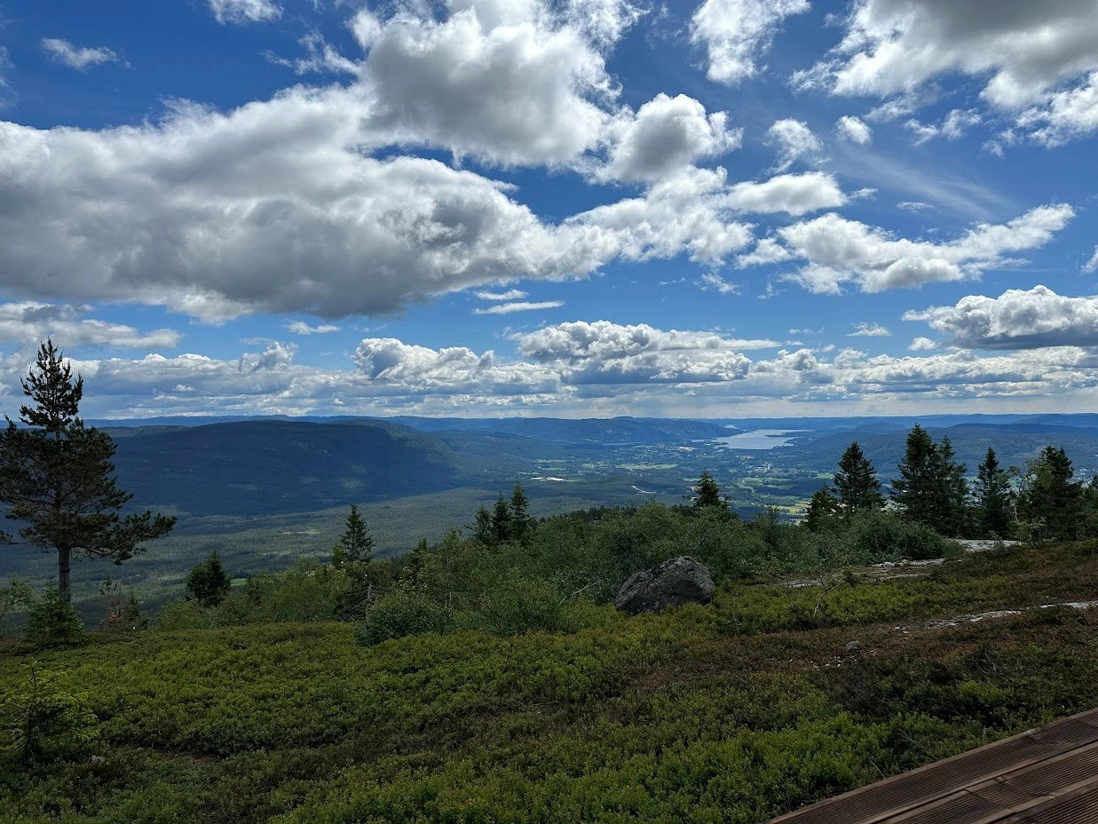 Fantastisk naturtomt med lyng, bær, furutrær mm. Selgers private bilde. Galleribilde