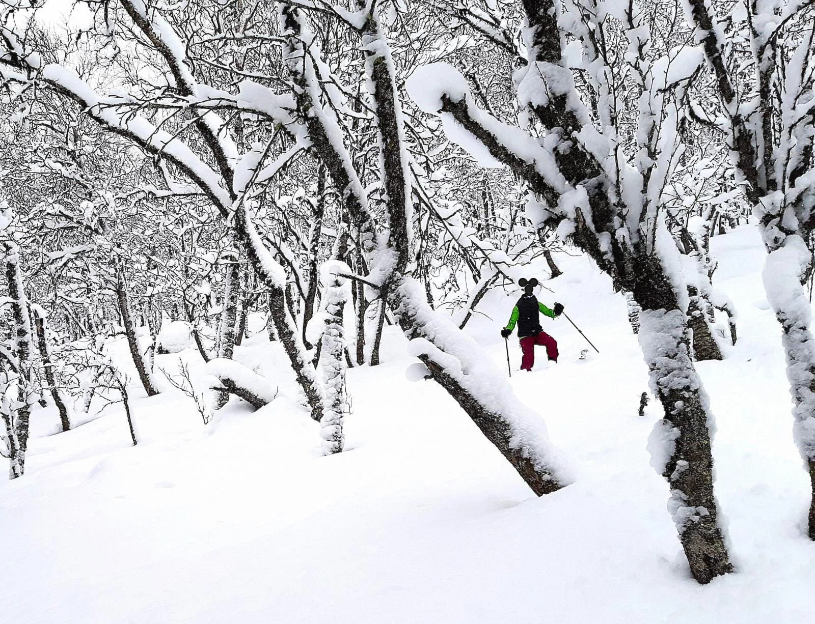 Løssnøkjøring i Gummiskogen er alltid gøy! Galleribilde