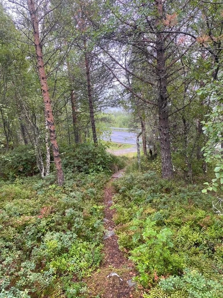 Sti mot veien Galleribilde