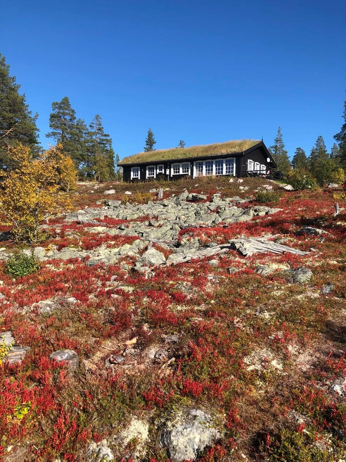 Stor eiertomt på ca. 2 295,8 kvm opparbeidet med grillplass ved hytta og gruset gårdsplass. For øvrig naturtomt med stedets vegetasjon. Galleribilde