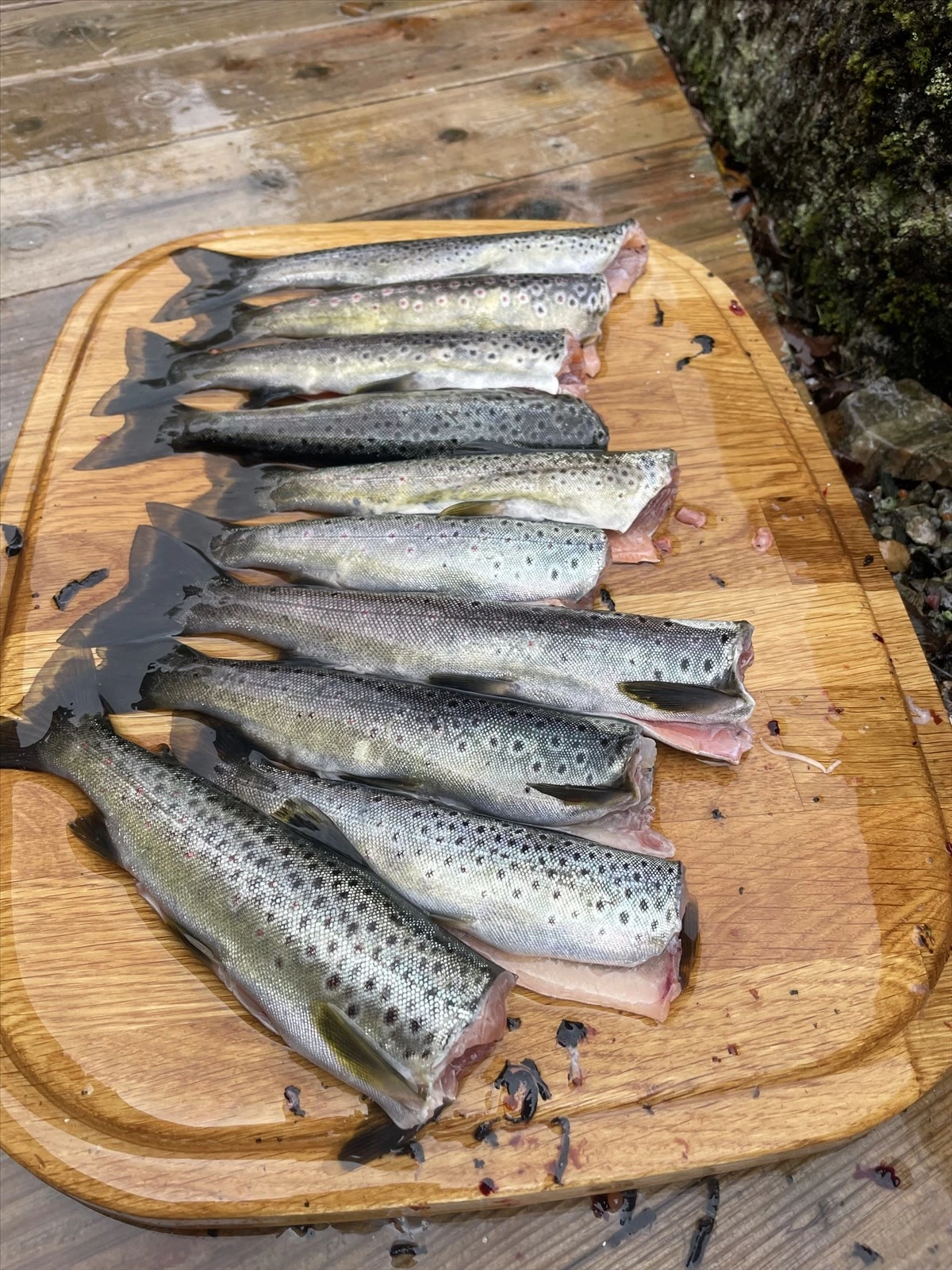 Rikelig med ørret i Slettedalsvatnet Galleribilde