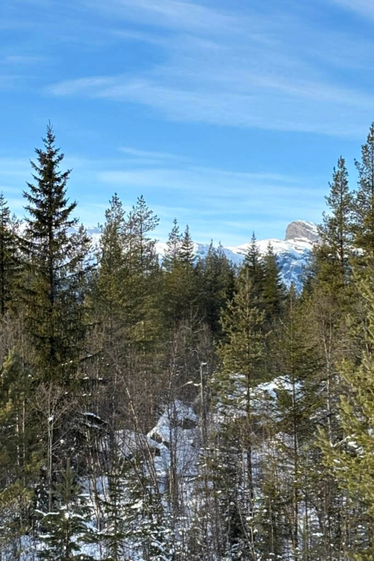 Selgers bilde. Galleribilde