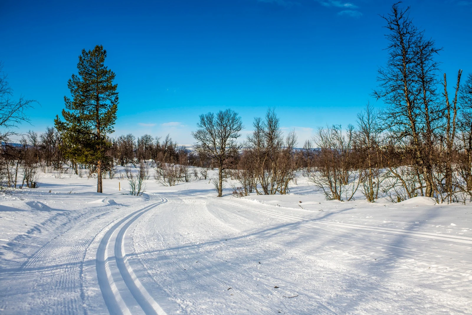 Flotte skiløyper rett i nærheten Galleribilde