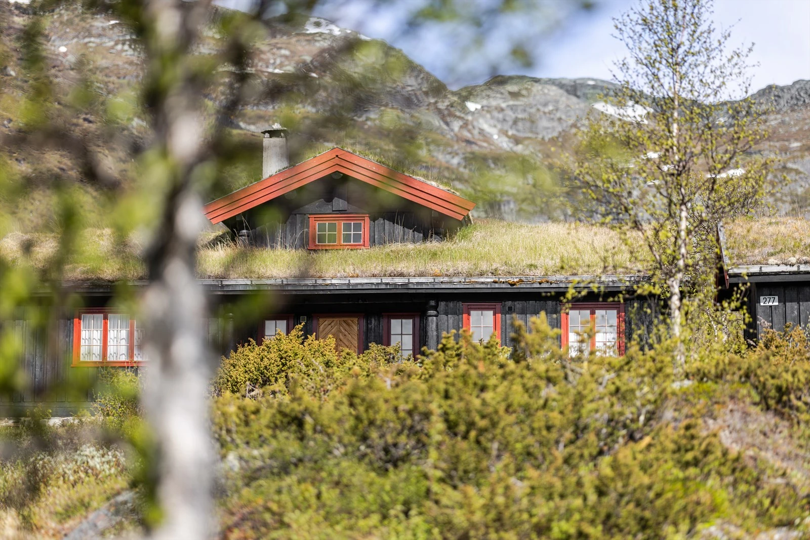 Midt i høyfjellsnaturen. Galleribilde