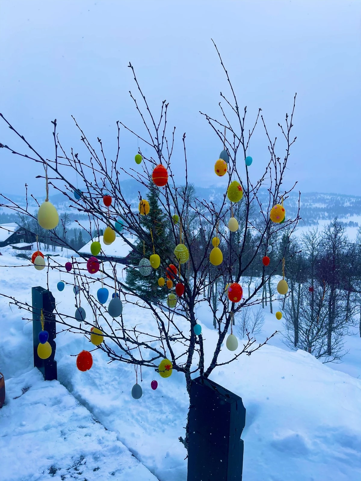 Privat vinterbilde Galleribilde