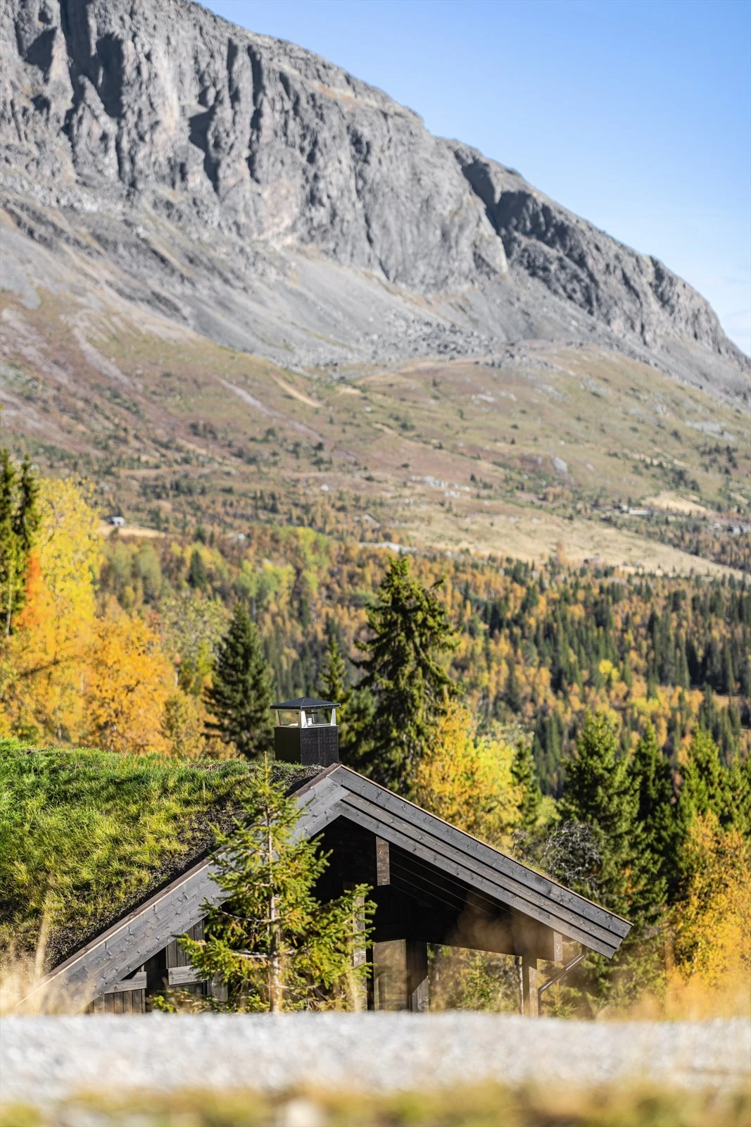 Med mektige Skogshorn i bakgrunn Galleribilde
