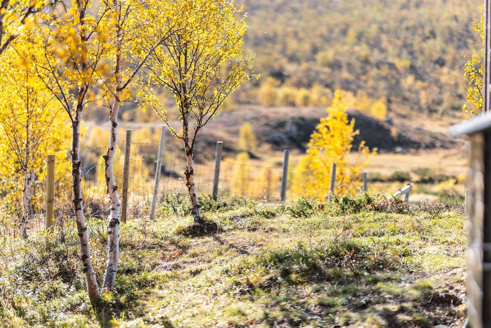 Vakre høstfarger i september Galleribilde