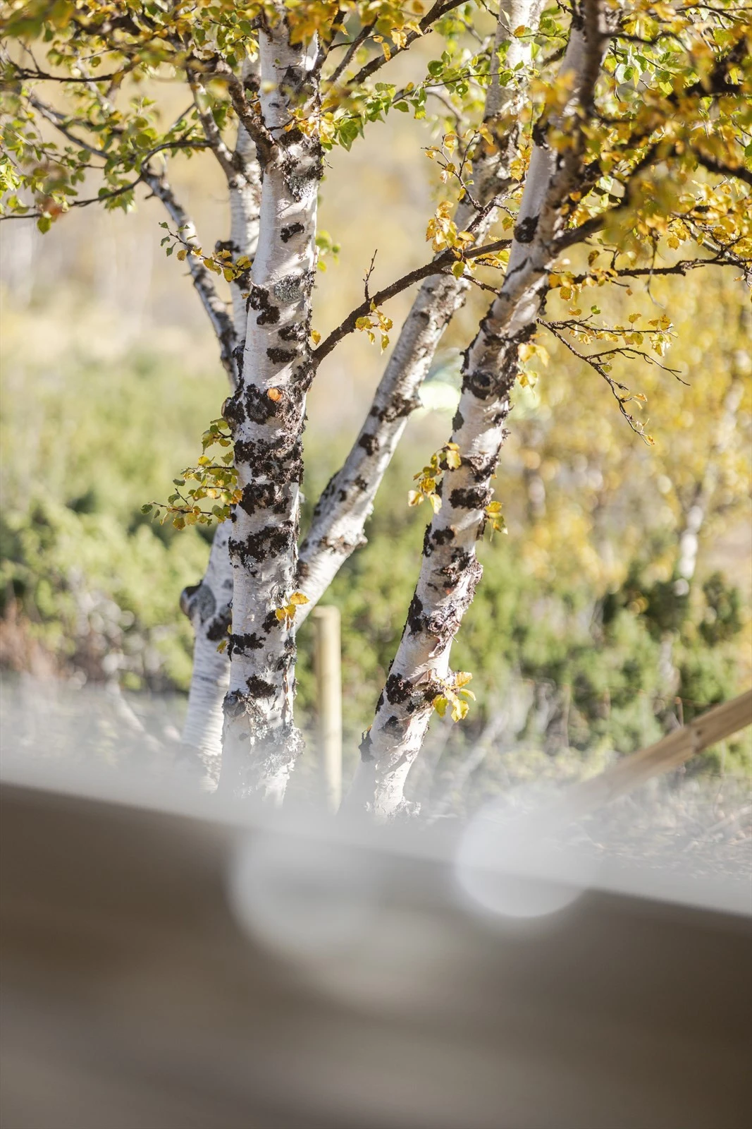 Høst i fjellet Galleribilde