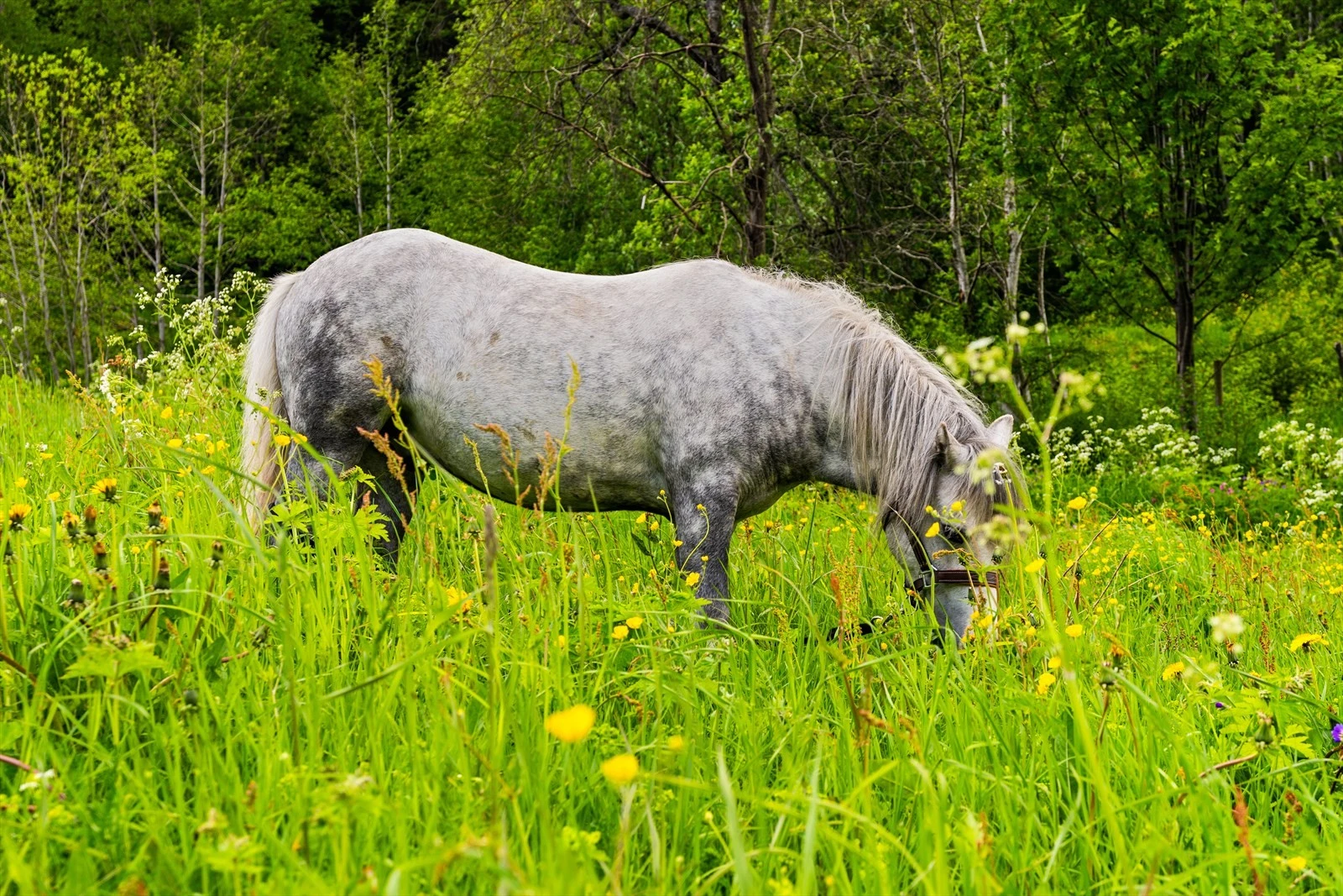 Riklig med plass til husdyr å beite på egen tomt. Galleribilde