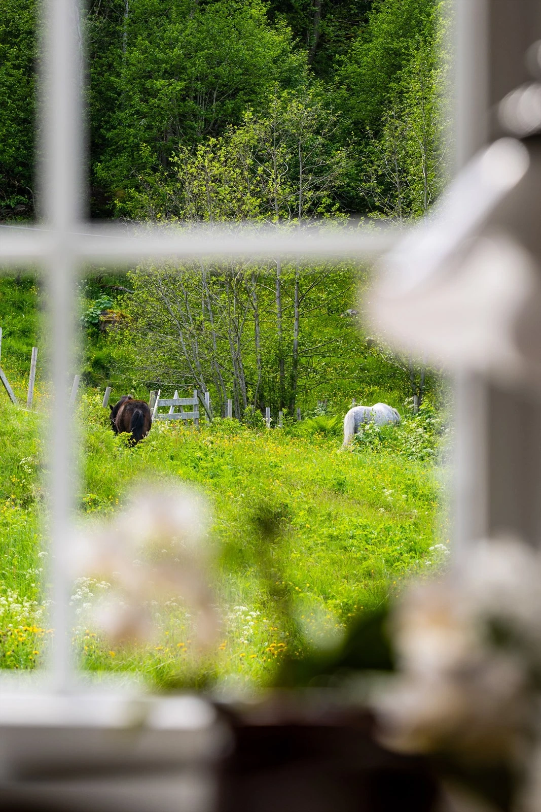 Idyllisk utsikt fra soveromsvinduene ut mot egen tomt. Galleribilde