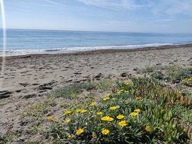 Den lokale stranden Galleribilde